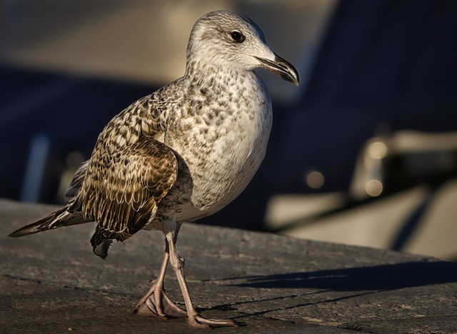 Gaivota, Pássaro, Aves Marinhas, Animal