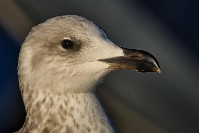 Gaivota, Pássaro, Animal, Sentado