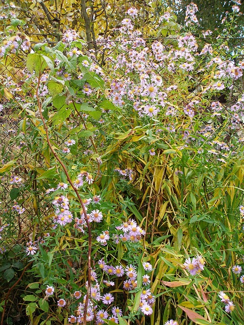 Blomster, Planter, Have, Landskabet