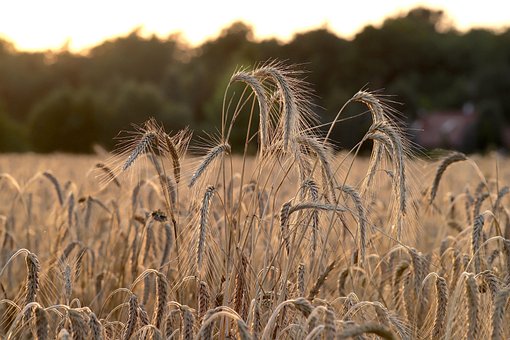 Wheat Protein Hydrolysate Wheat Protein Hydrolysate