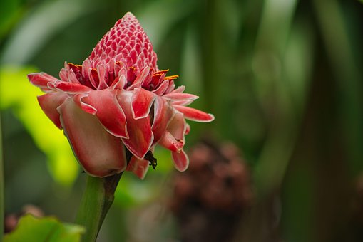 Flor Roja, Antorcha De Jengibre
