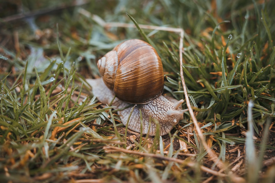 snail-7347045_960_720.jpg