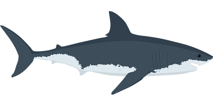 Großer Weißer Hai, Hai, Fische, Natur