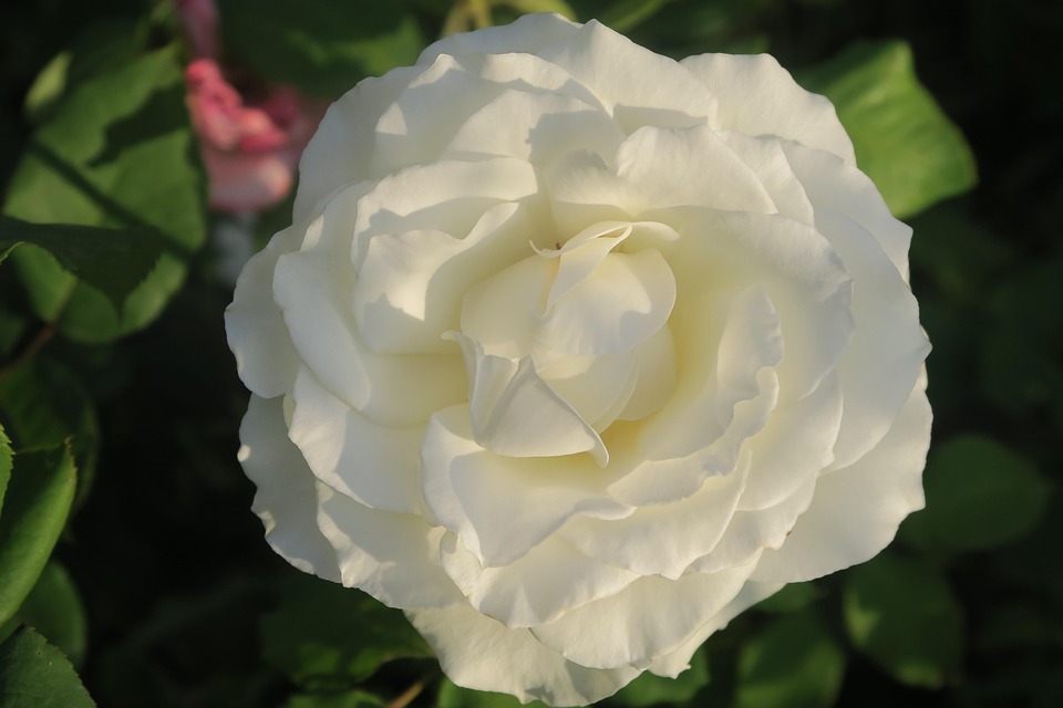 rose-7347128_960_720.jpg