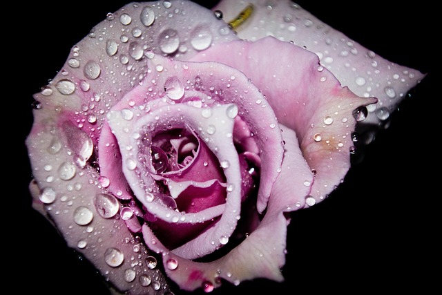 Free Rose Flower photo and picture