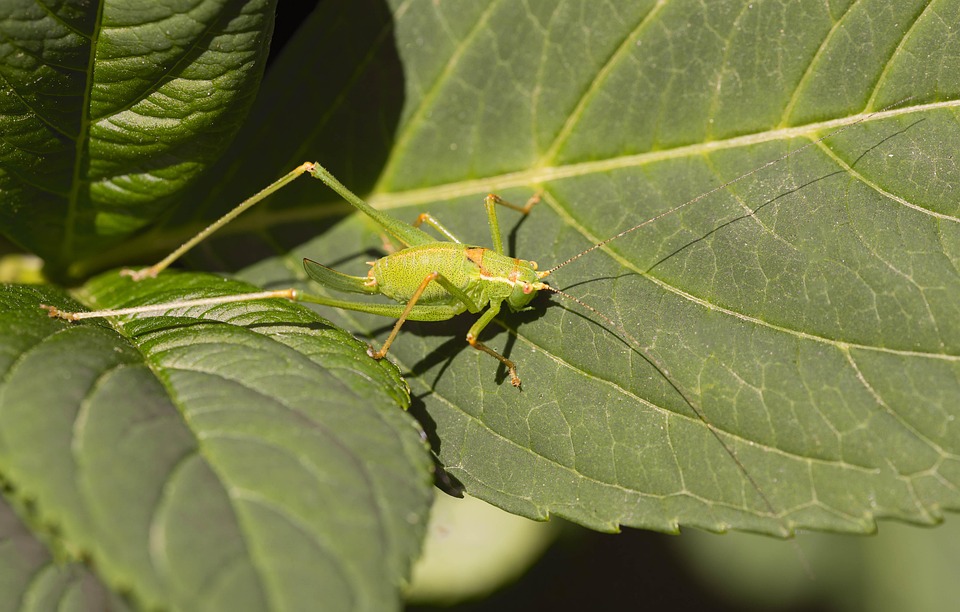 grasshopper-7347700_960_720.jpg