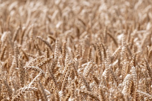 Free Wheat Field photo and picture