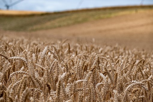 Free Wheat Field photo and picture