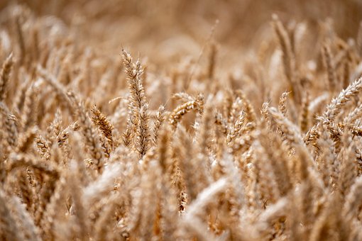 Free Wheat Field photo and picture