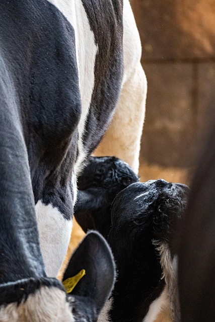 Free Calf Cow photo and picture