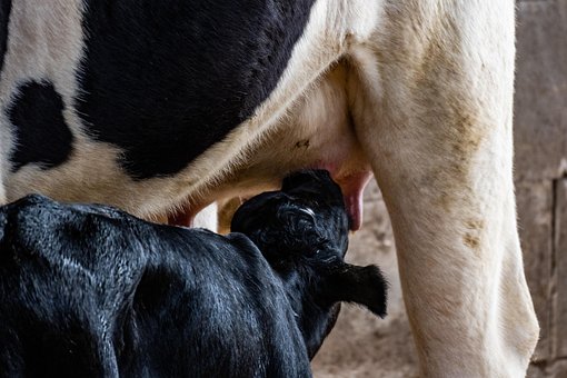 Free Cow Dairy Cattle photo and picture