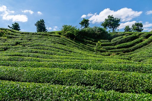 Free Tea Tea Garden photo and picture