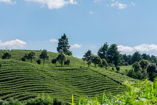 Free Tea Tea Plantation photo and picture