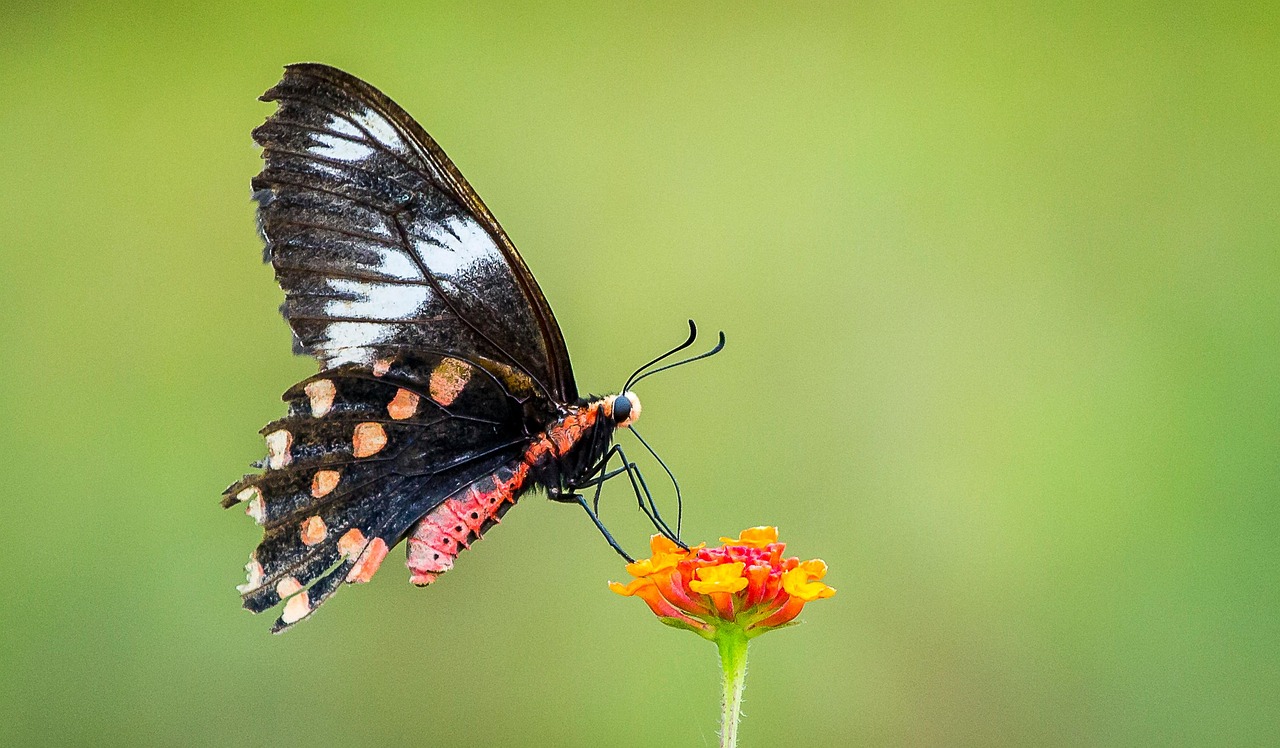Butterfly Flower Pollinate Free photo on Pixabay Pixabay
