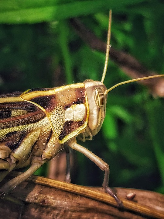 Mantodea Insect Collection Grasshopper Insect Mantodea - Free photo on Pixabay - Pixabay