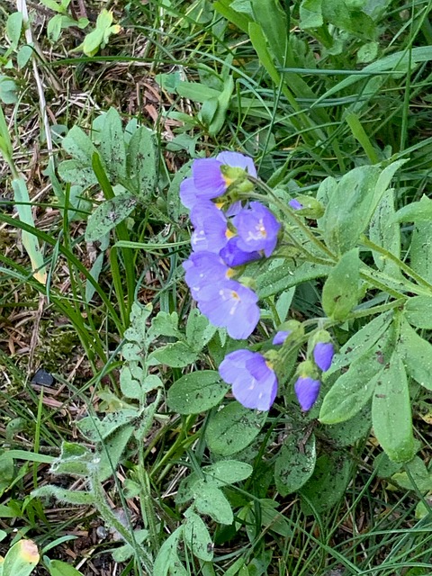 Purple Flowers Nature Washington - Free photo on Pixabay - Pixabay