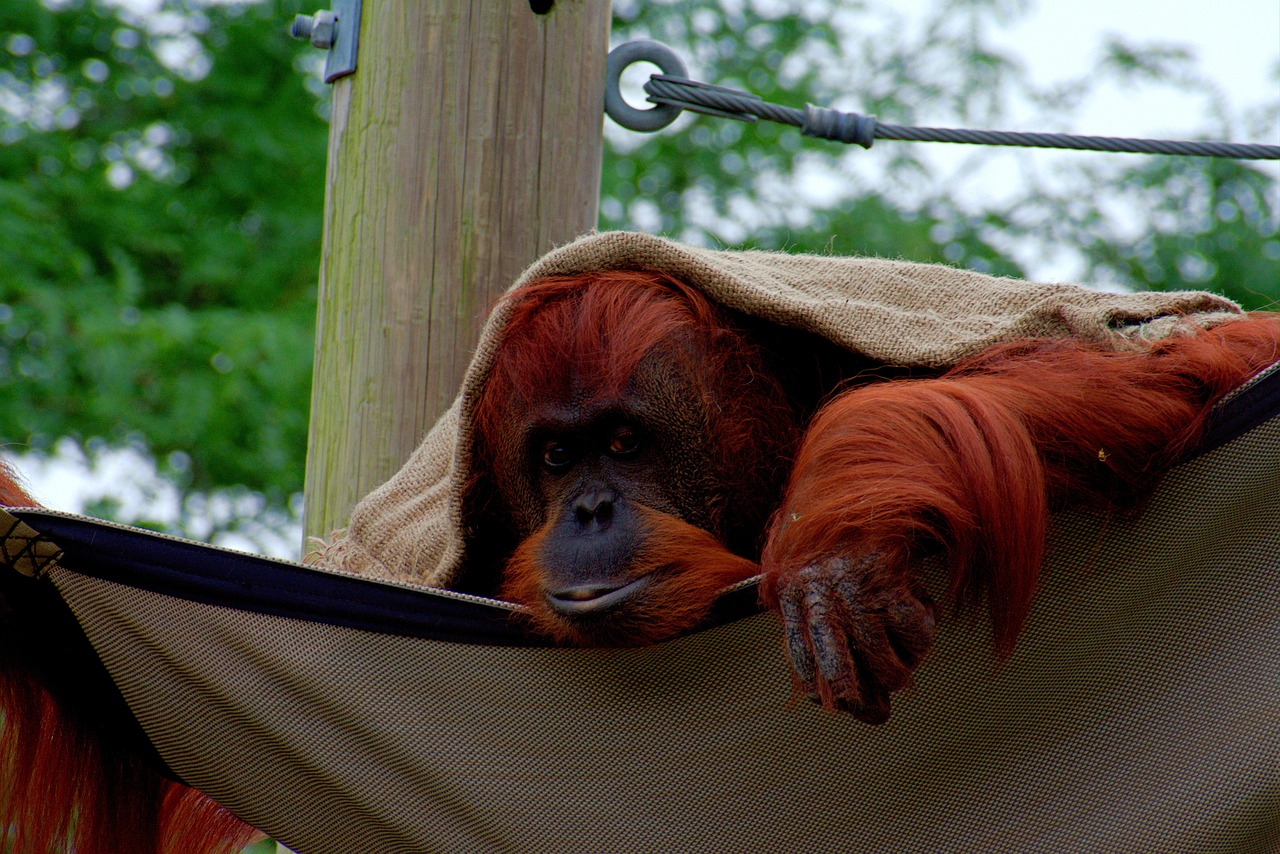 Orangutan - free online jigsaw puzzle photo