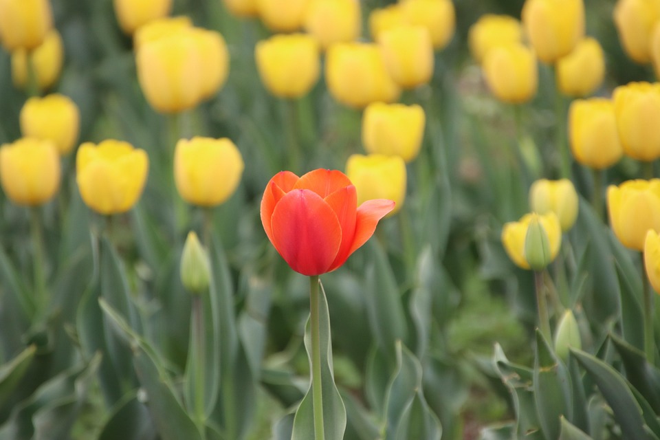 tulips-7349171_960_720.jpg