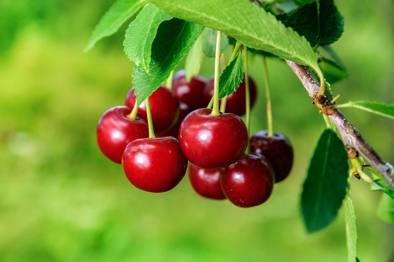 Cherries Fruits Cherry Tree Free Photo On Pixabay Cherries Fruits Cherry Tree Free Photo On Pixabay