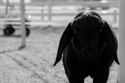 Free Sheep Black photo and picture