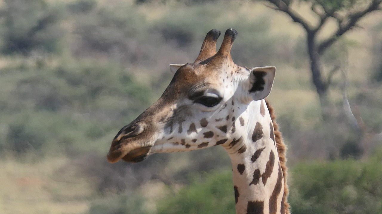 Uganda Safari Giraffe July - Free photo on Pixabay - Pixabay