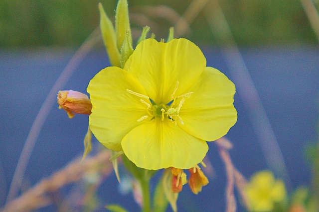 Gelbe Blume, Blume, Garten, Blüte