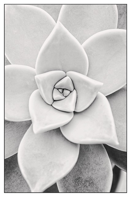 Free Cactus Plant photo and picture
