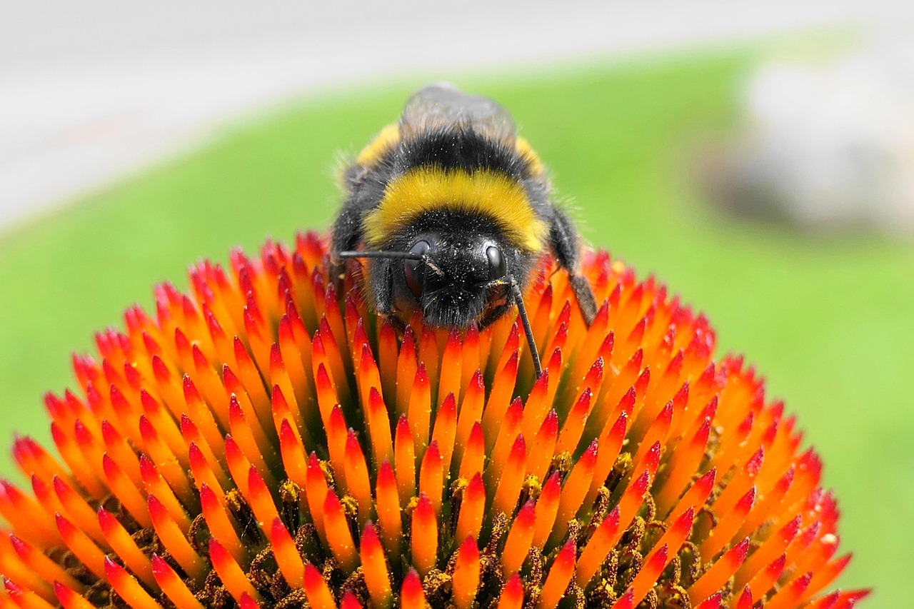 Bumblebee Flower Pollination Free photo on Pixabay Pixabay