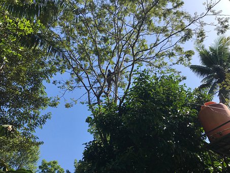 Free Man Tree photo and picture