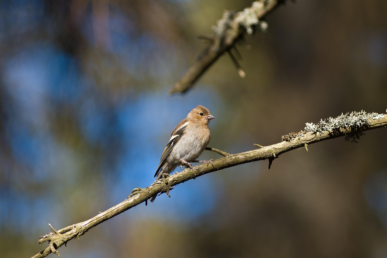 Bird Finch Branch - Free photo on Pixabay - Pixabay