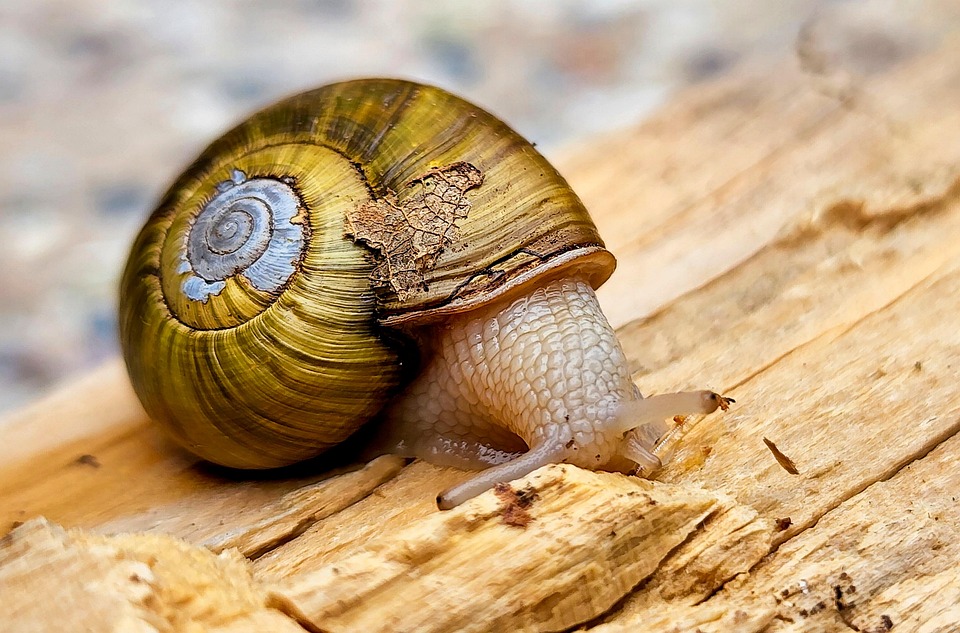 snail-7350227_960_720.jpg