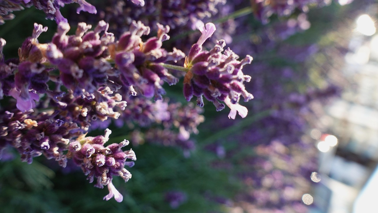 Lavender Purple Flower - Free photo on Pixabay - Pixabay