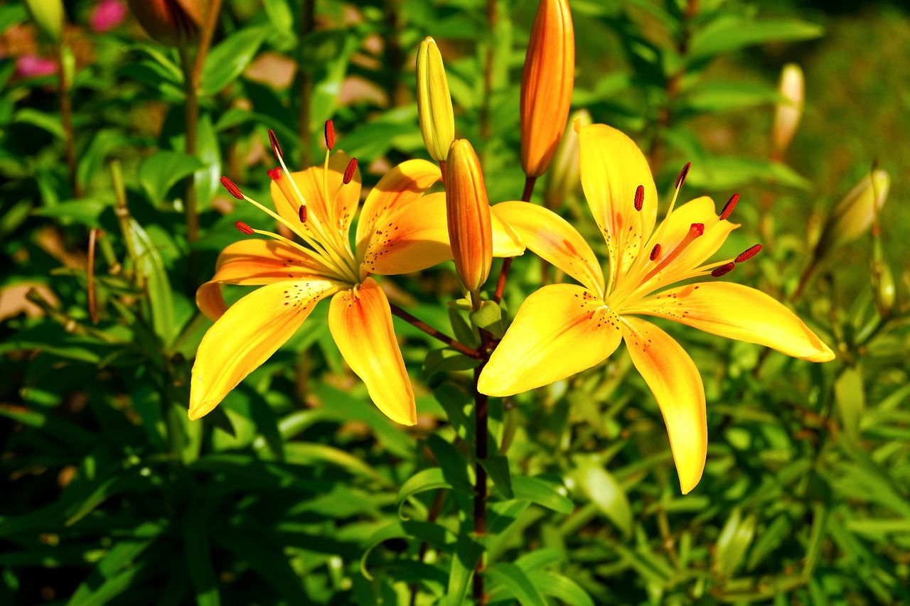 Discover and download free images pixabay