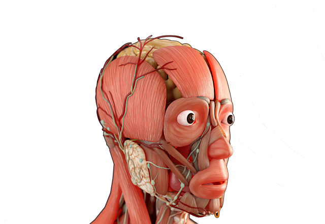 Free human anatomy nervous system musculature illustration