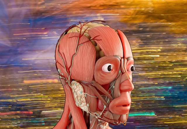 Free human anatomy nervous system musculature illustration