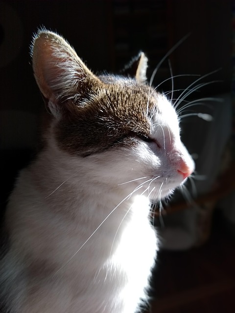 Gato, Bicho De Estimação, Felino, Animal