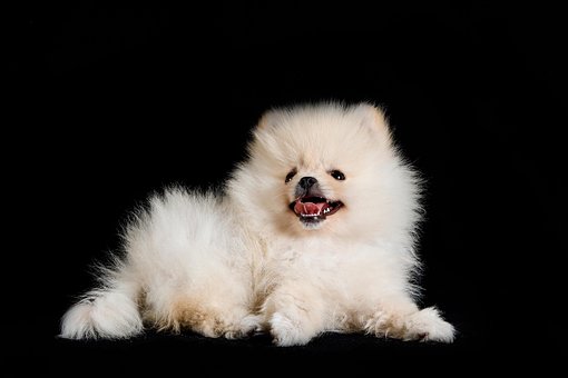 Free Dog Pomeranian photo and picture
