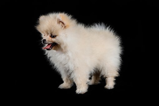 Free Dog Baby photo and picture