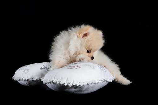 Free Dog Pomeranian photo and picture