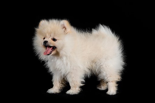 Free Pomeranian Dog photo and picture