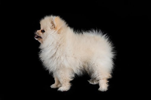 Free Pomeranian Dog photo and picture