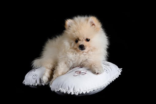 Free Pomeranian Dog photo and picture