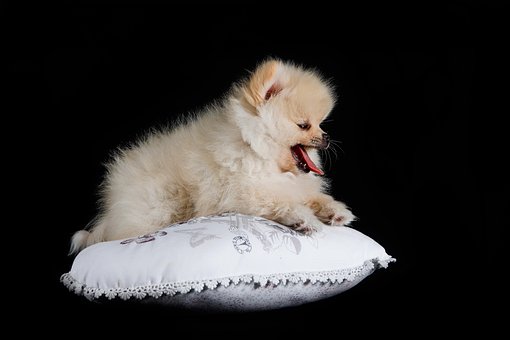 Free Pomeranian Dog photo and picture