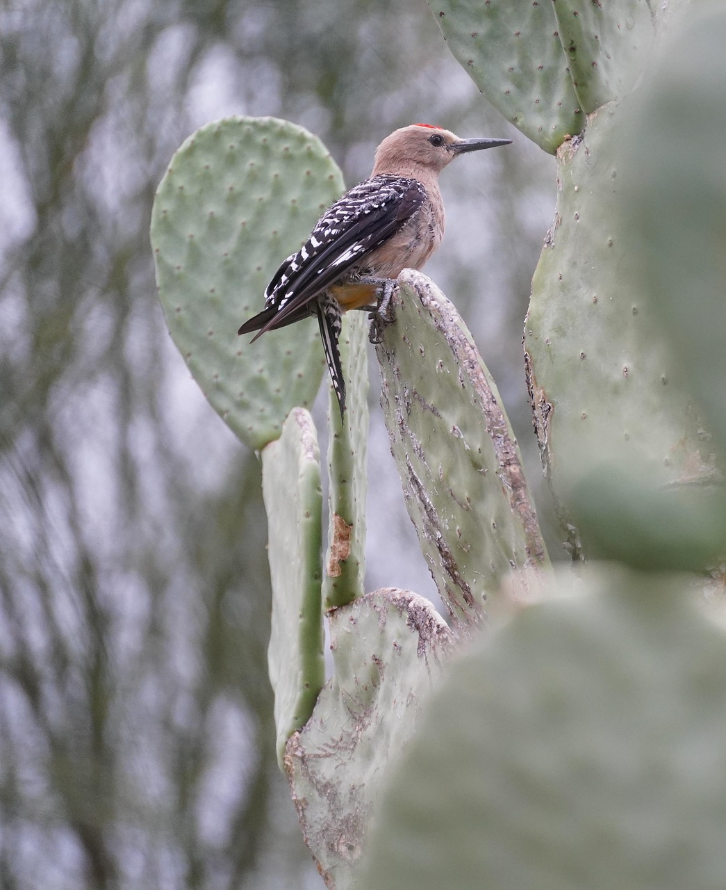Specht Vogel Feigenkaktus - Kostenloses Foto auf Pixabay