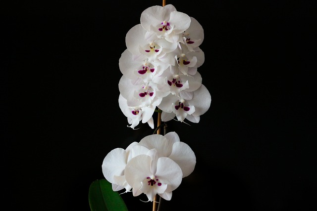Free Orchid Flowers photo and picture
