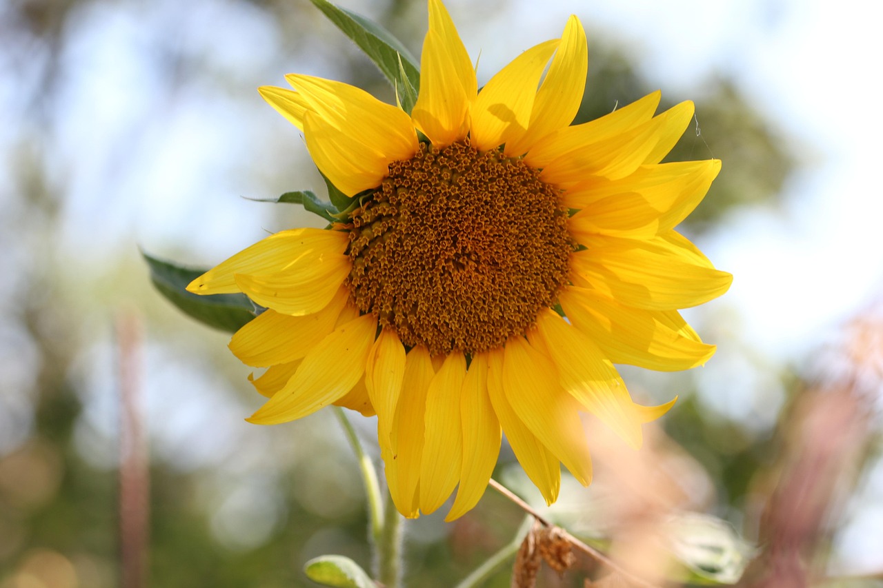 Sunflower Flower Yellow - Free photo on Pixabay - Pixabay