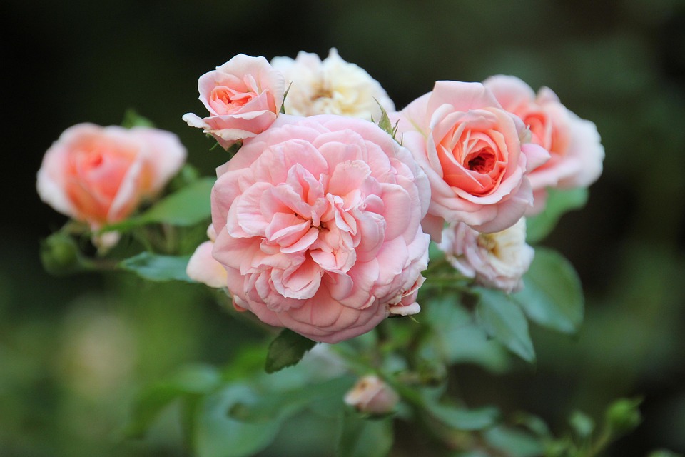 Roses Pink Flowers Free Photo On Pixabay Pixabay roses-pink-flowers-free-photo-on-pixabay-pixabay
