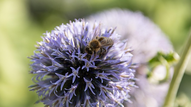 Free Bee Globe Thistle photo and picture