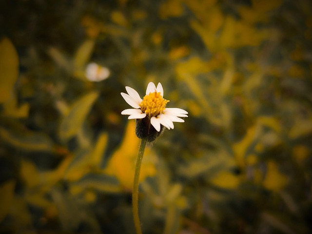 Flor, Natureza, Floresta, Tulipas