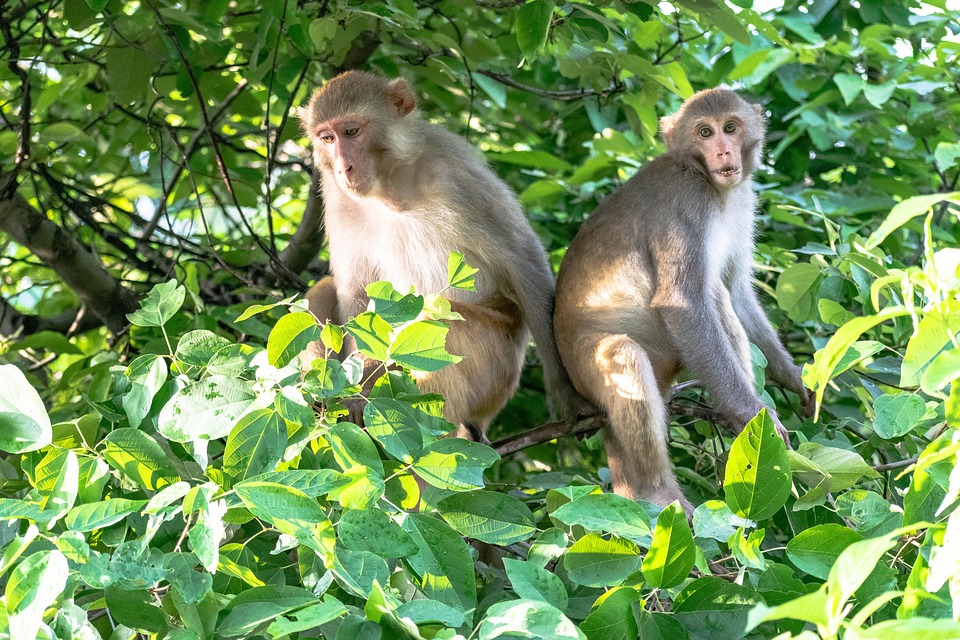 monkeys-7351724_960_720.jpg